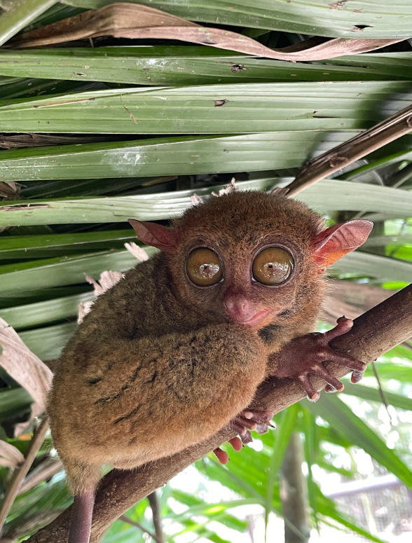 [보홀] 엠마 가이드님과 함께한 보홀 여행 ????????