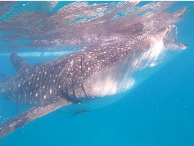 [세부] 5/9~5/13 4박 5일 세부 단독투어 후기 (feat. 헤라가이드님♥플로가이드님)(사진많음 주의!!!)