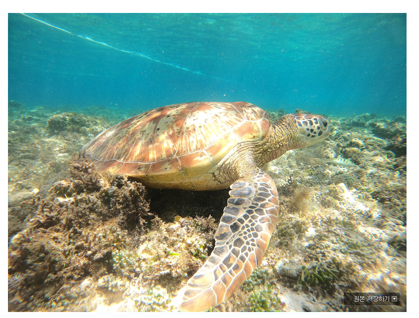 [보홀] ♥럭키비키였던 "TJ 가이드님"과의 보홀여행♥