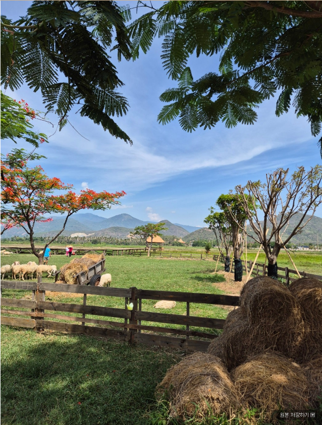 [나트랑] 6/15~6/19 나트랑 미인 가이드님 여행 후기