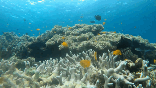 [보홀] 7월 10-7월 14일 나팔링 선셋, 호핑팩 보홀여행 에이든 가이드님 후기입니다!