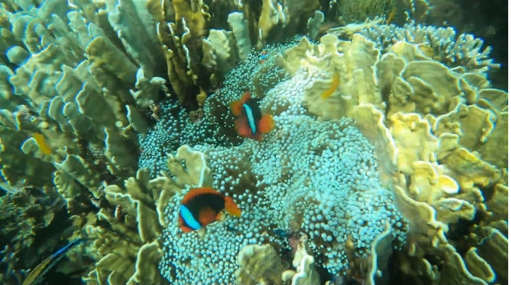 [보홀] 보홀여행 다녀왔습니다