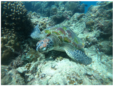 [세부] 로이, 플로 가이드님 감사합니다