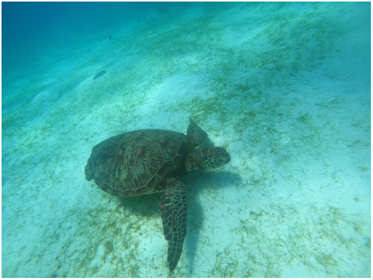 [보홀] 7/19~7/23 자레드 가이드님과 함께 보홀 여행 다녀왔습니다