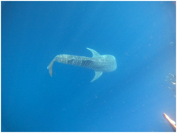 [세부]PH 2박3일 세부 가족여행 대만족 후기 (나디아 가이드님)