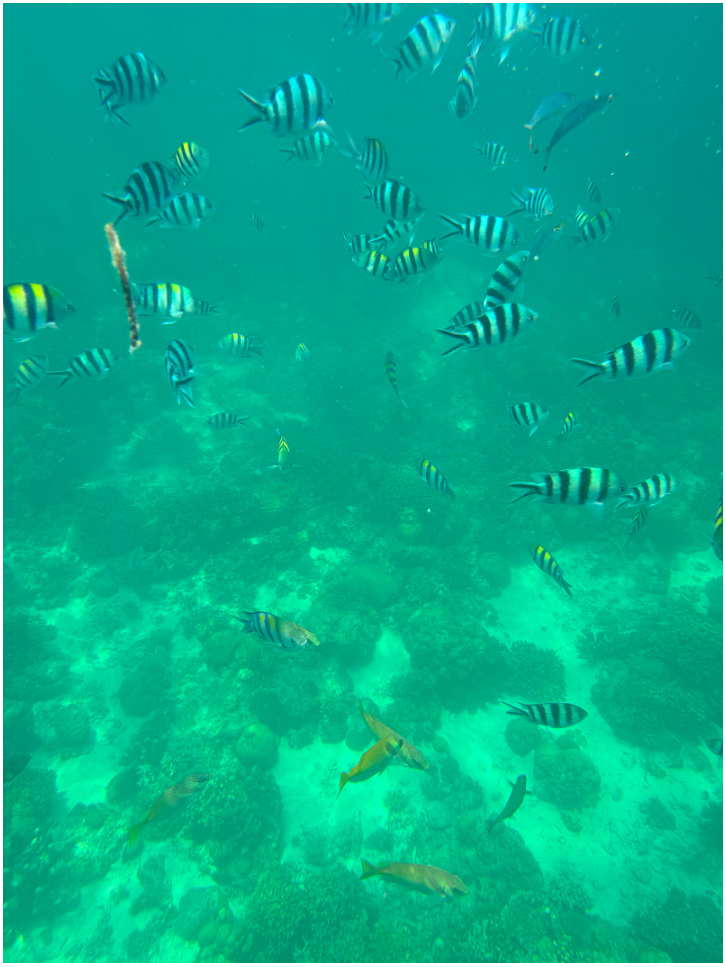 [세부] 단독 데이호핑투어