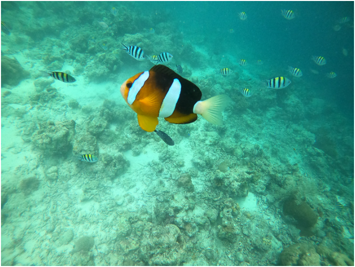 [세부] 가이드받아 다녀온 해외 첫 여행 잘 다녀온 후기 입니다