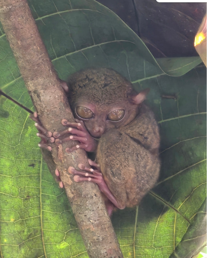 [보홀] 보홀. 고래상어. 얼마나 멋지게요