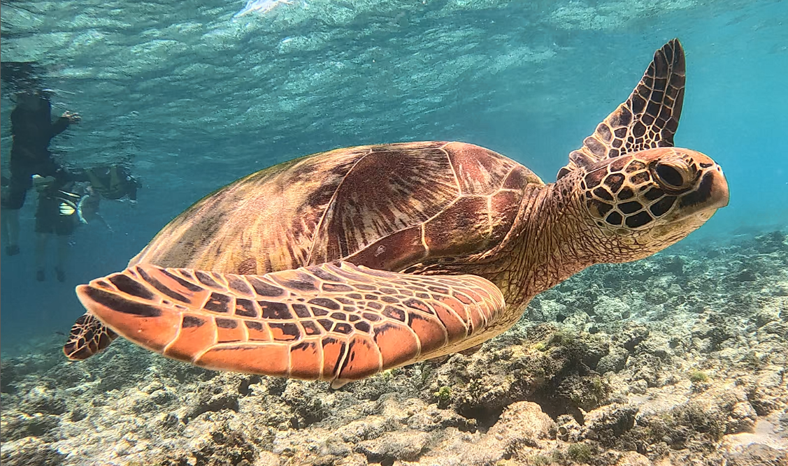 [보홀여행후기] '자레드가이드'님과 함께한 매일매일 행복했던 보홀여행 후기❤️