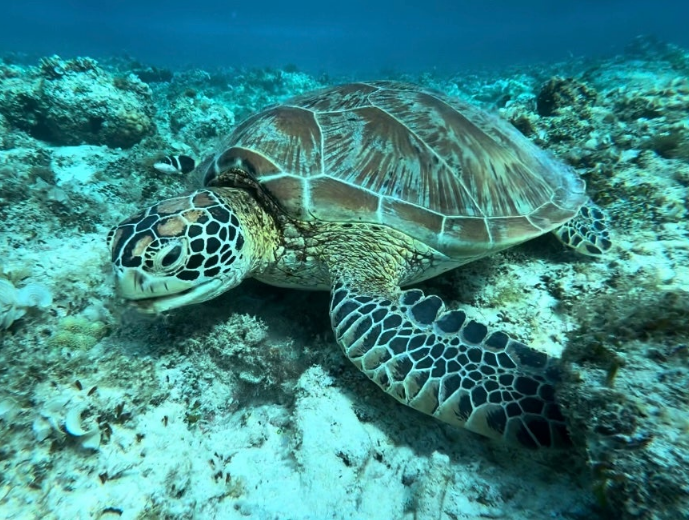 [보홀] 4박6일 보홀여행~( with 엠마가이드님~)