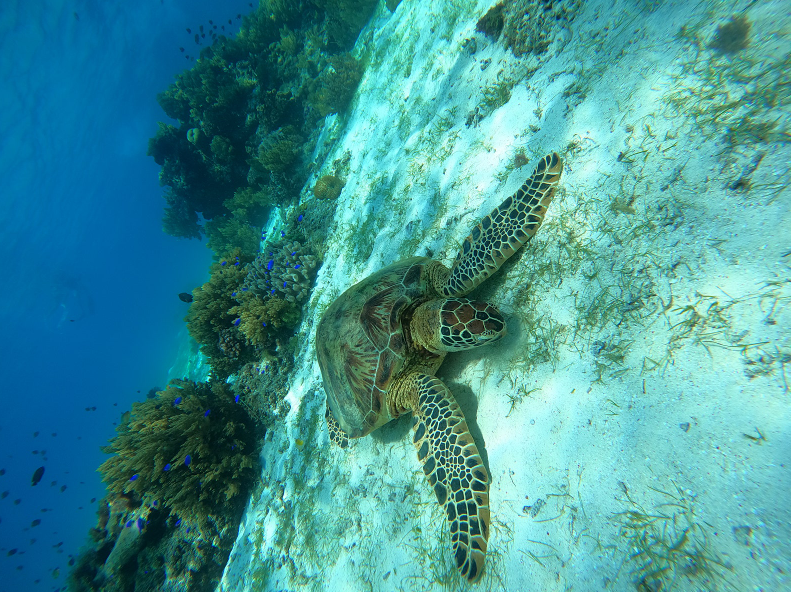 [보홀] [여행후기]보홀 4박5일 일정 With 자레드가이드님