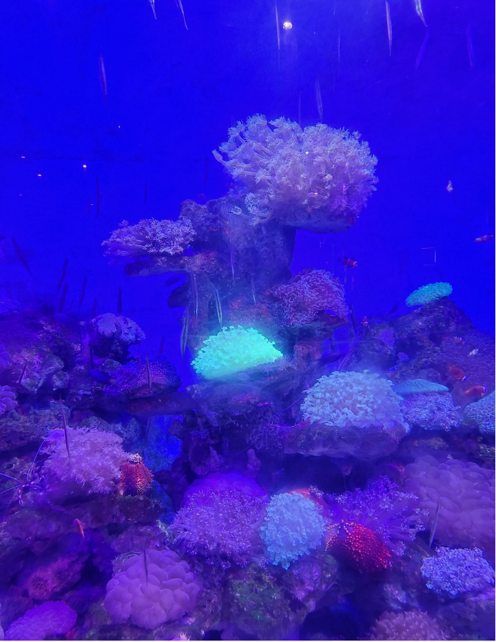 [나트랑] 가족여행 3박5일 후기 남겨요(가이드님 화화)