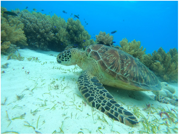 [보홀] [테디가이드님] 과 함께한 매일매일 행복했던 보홀여행 솔직후기 8/26-30