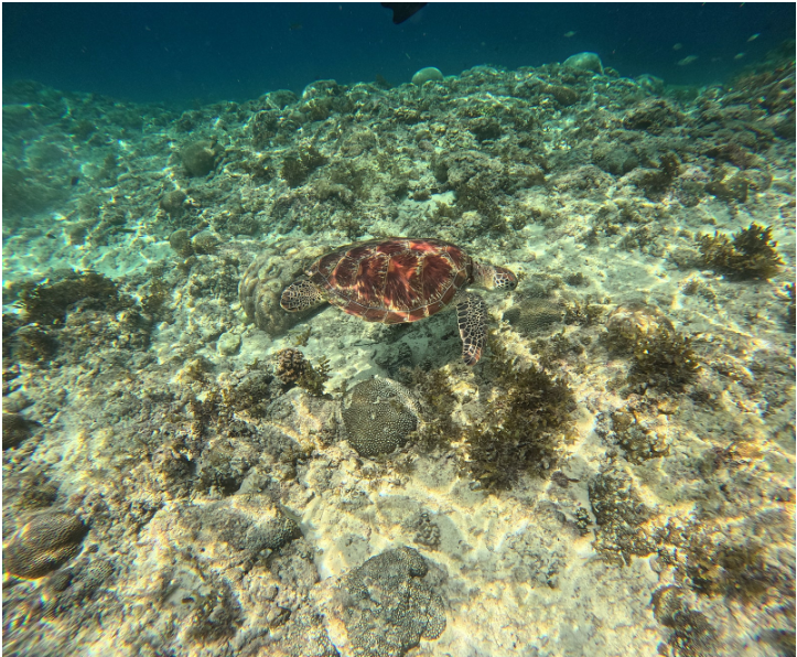 [세부] 두번째 함께한 잭 가이드님❤️