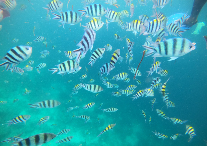 [세부] Henry님 친구들과의 첫 해외여행 잊지 못할 추억 만들어주셔서 감사합니다!