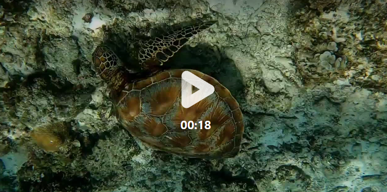 [보홀] 자레드 가이드님은 사랑입니다 ♥