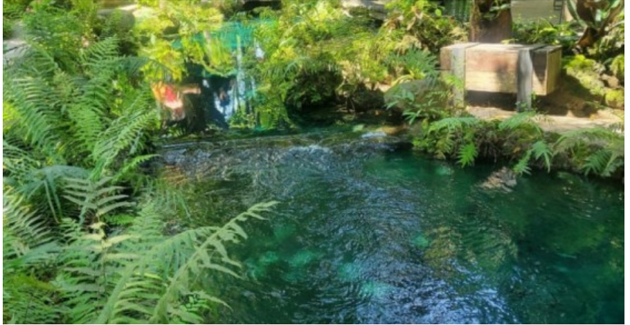 [푸켓] [공유] 내돈내산/치앙마이여행후기2