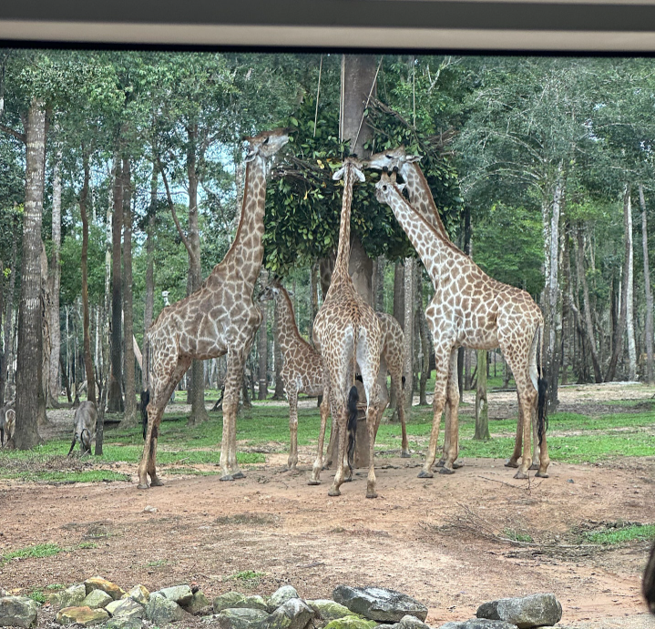 [푸꾸옥] 푸꾸옥 첫 여행은 후회없는 가이드맨과함께_❤️
