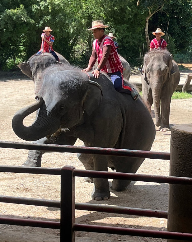 [치앙마이] 모자(母子)여행