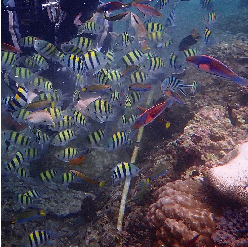 [세부] 티나 가이드님 <가족과의 첫 해외여행>