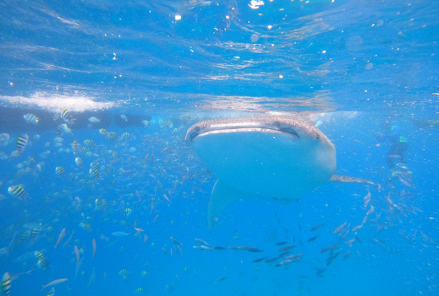 [보홀] 개족보맴버중 성인8명만 출동한 보홀 (10.02~10.06) ..(with 엠마님)