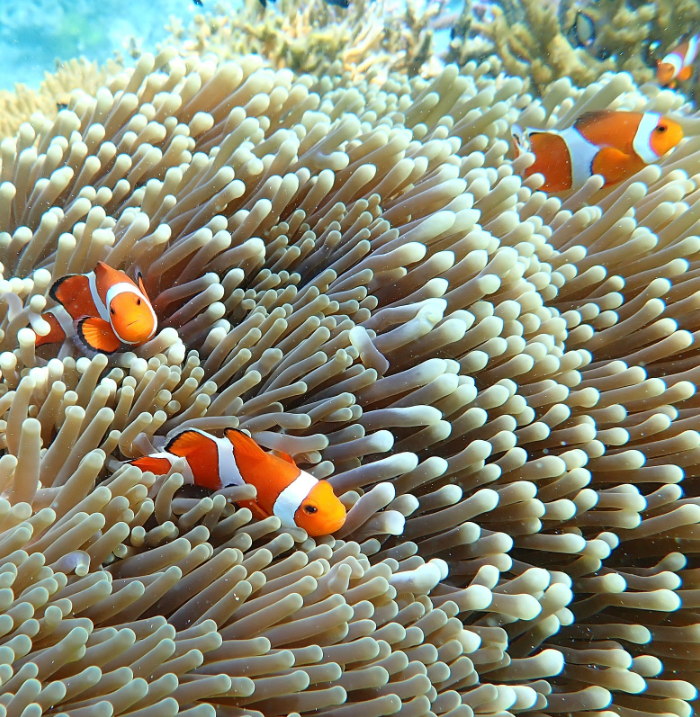 [보라카이] 가이드맨 에이와 함께한 보라카이 3박 4일