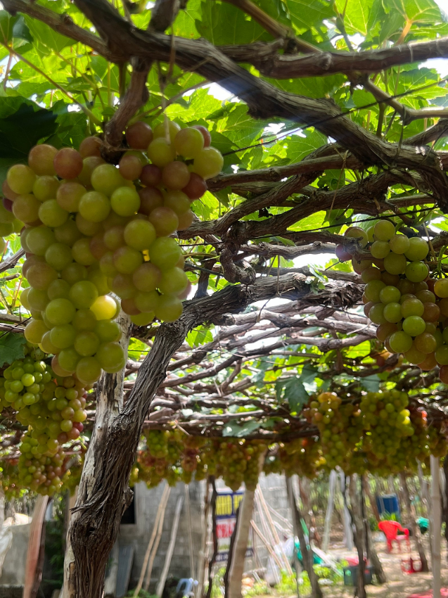 [나트랑] 보탄녹 가이드와 함께한 최고의 나트랑 여행