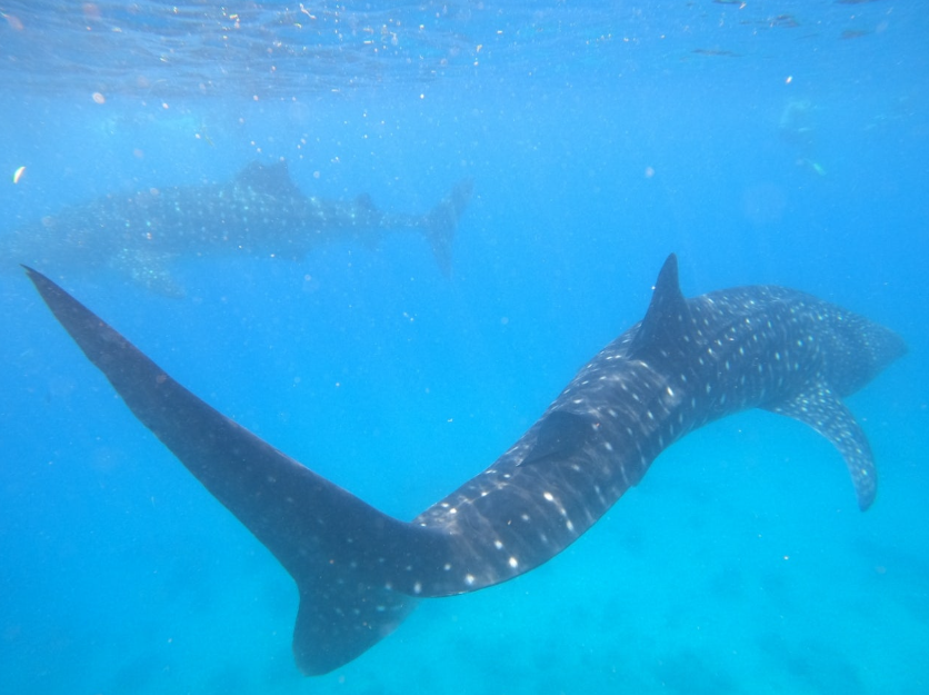 [보홀] 즐거움^^ 아쉬움 가득한 보홀여행 with "moon" 가이드님♡