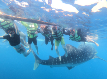 [세부] [세부여행] 11월 22일 오모팩(노바 코리아) 후기 with 채플린 가이드님