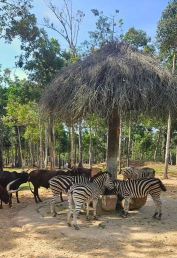 [푸꾸옥] 푸꾸옥 여행 후기 ~