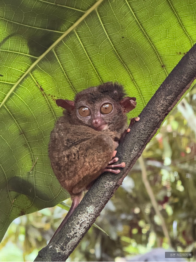 [보홀] 미키 가이드님과 함께한 보홀여행