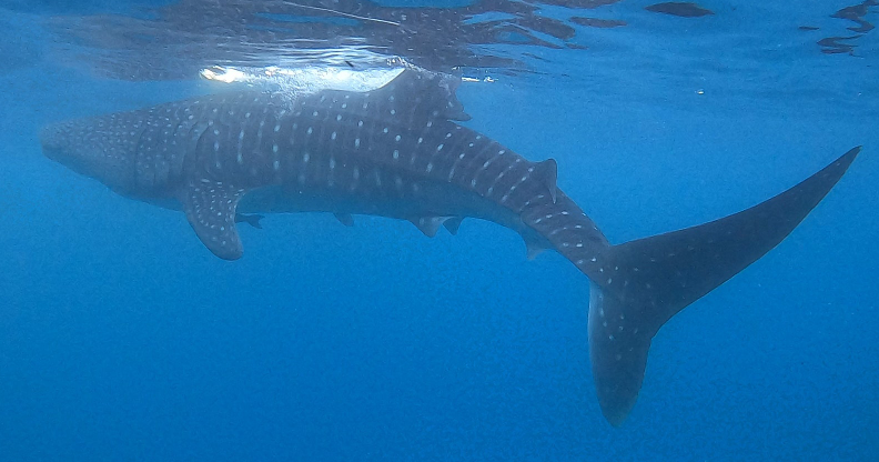 [세부] 늦은 신혼여행, 가이드맨과 세부로~ Go~