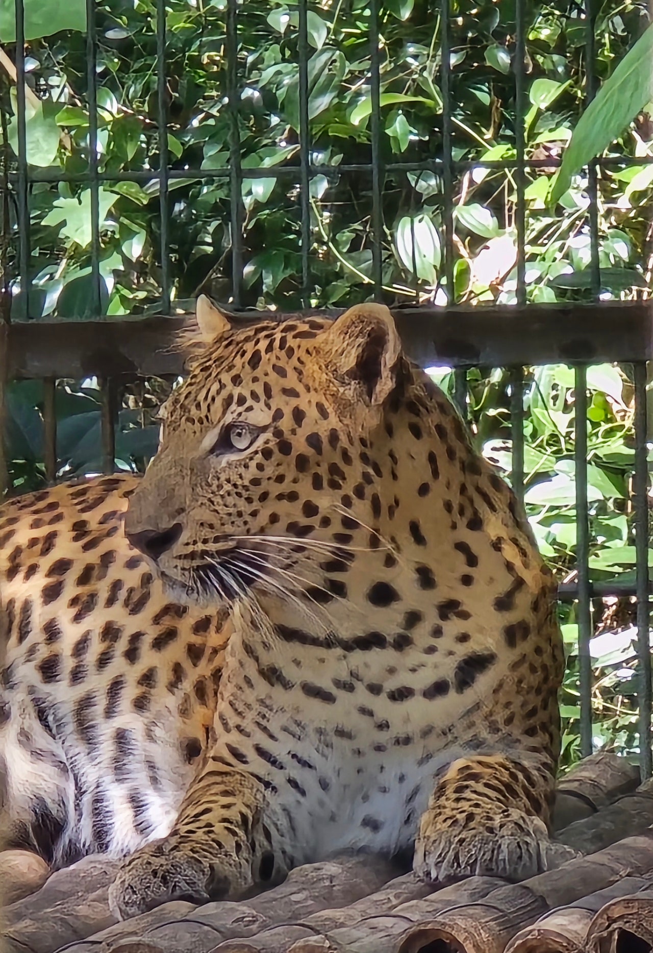 [푸꾸옥] 12월 중순 / 리안가이드와 함께 한 4박6일 여행후기