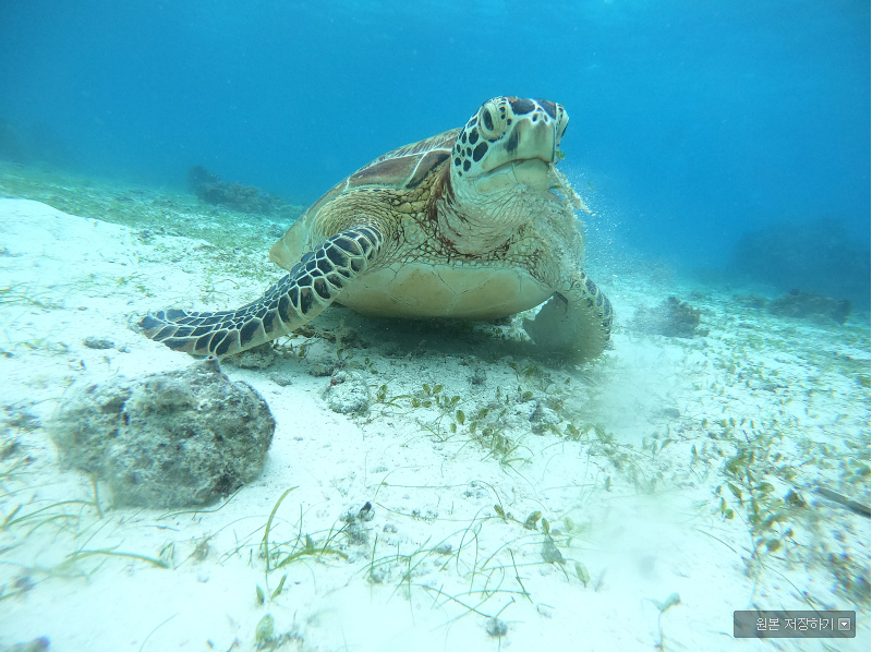 [보홀] 돌프 가이드님과 함께 한 즐거운 여행 후기입니다.