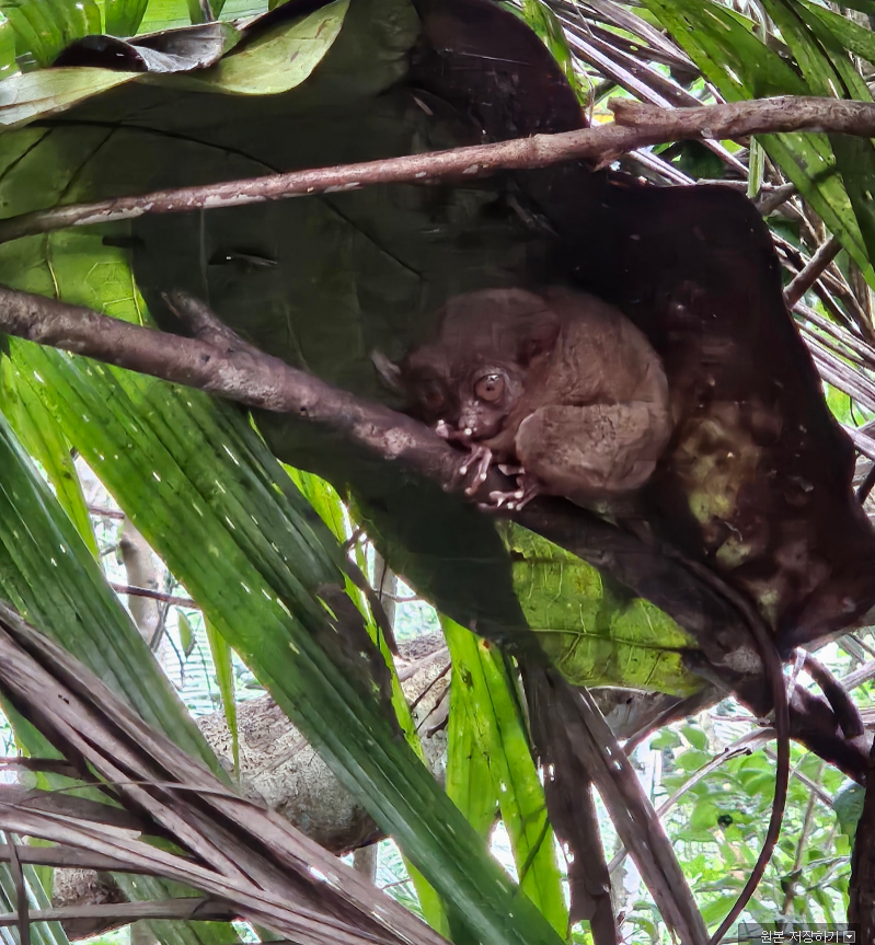 [보홀] 아들같은 미키와 함께 보홀!