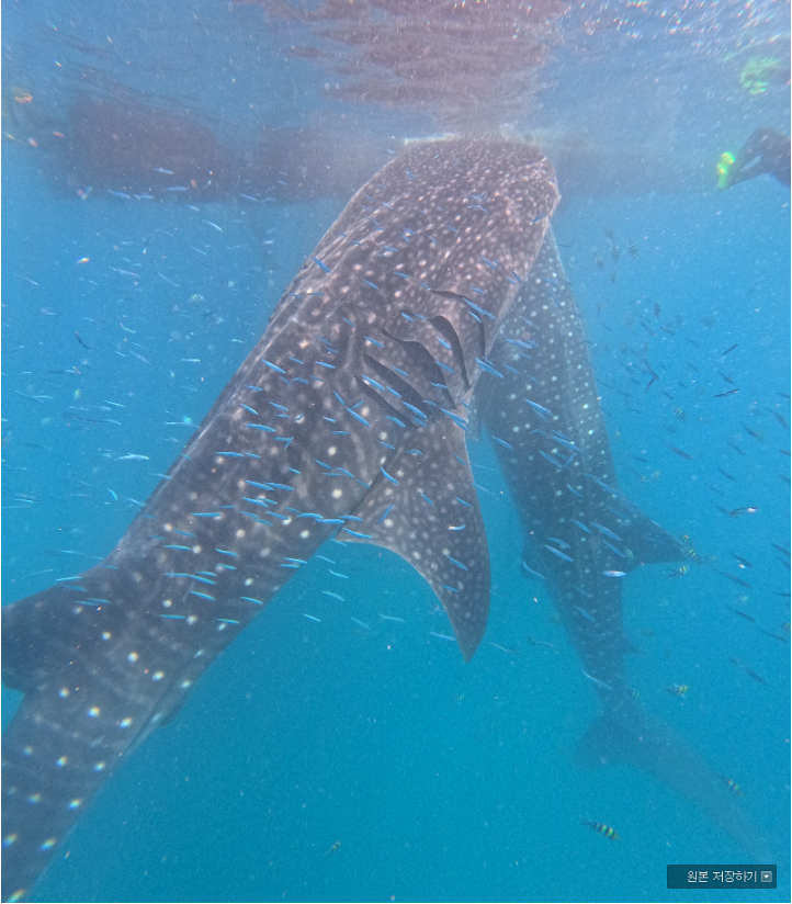 [보홀] 가이드맨 에이스 MZ 미키가이드와 함께!