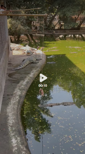 [방콕] 악어농장