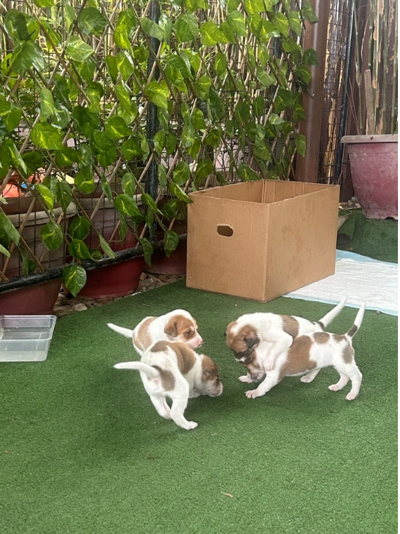 [보홀] 보홀 여행 Go!! [with 보홀 마스터 미키]