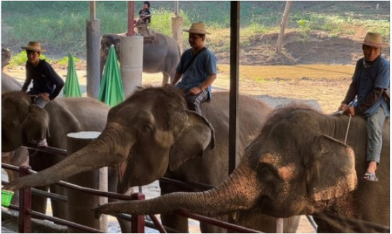 [치앙마이] 치앙마이 3박5일 효도여행 1일차