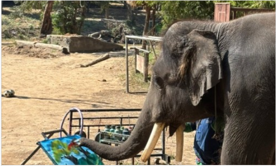 [치앙마이] 치앙마이 3박 5일 세미팩 1일차 후기