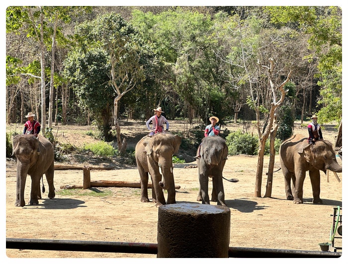 [치앙마이] 태국 치앙마이 3인 가족여행