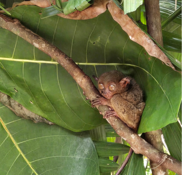 [보홀] 여행후기 ♡보홀여행 with Emma 가이드님♡^^