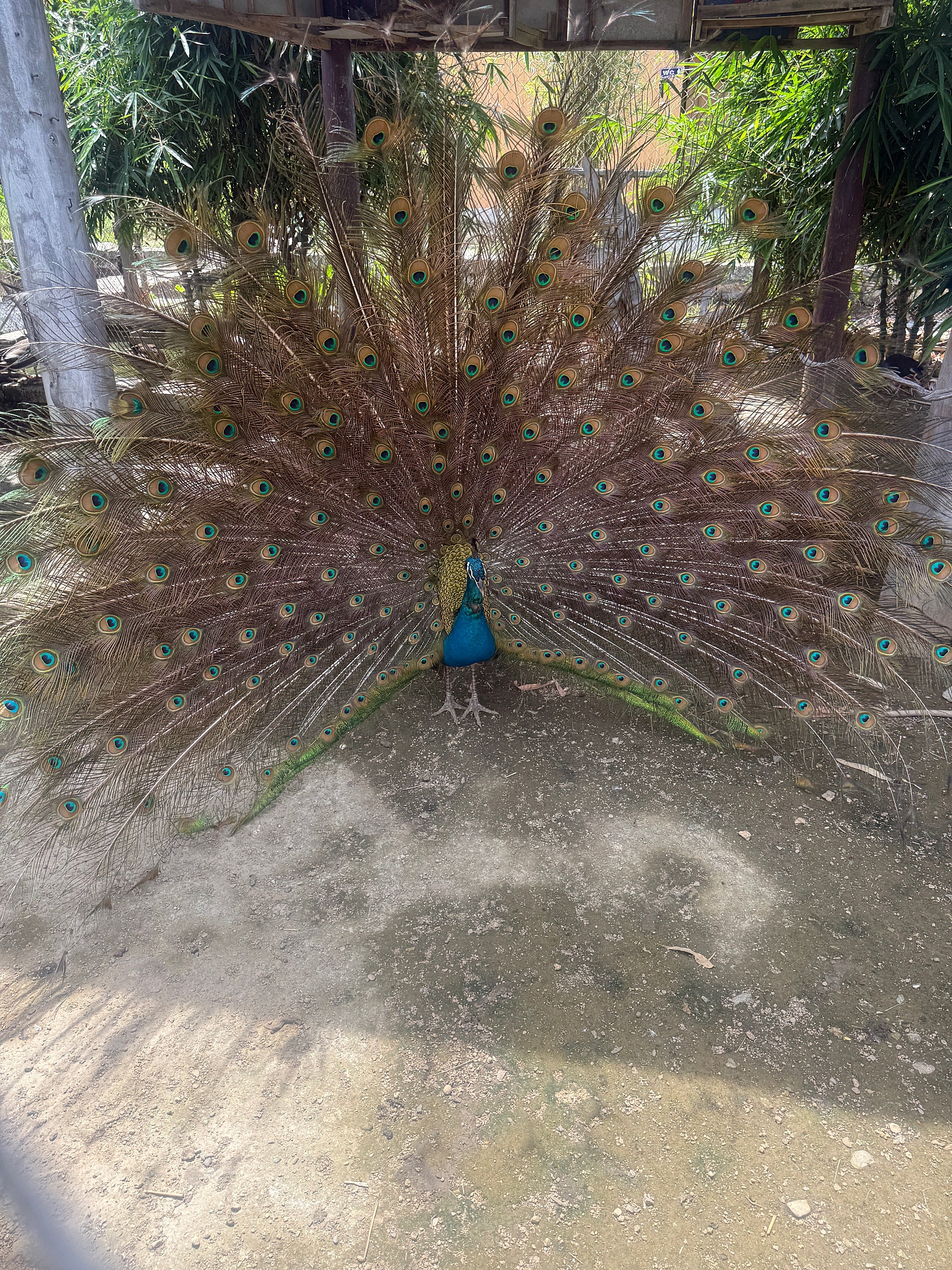 [나트랑] 행복한 나트랑 3박 5일 여행