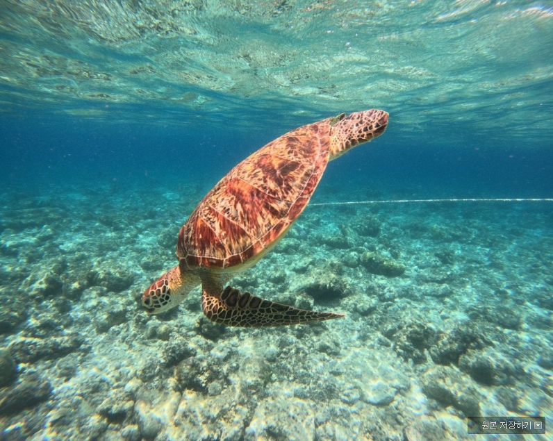 [보홀] 자레드 가이드님과 3인3색 여행기(feat. 선생님)