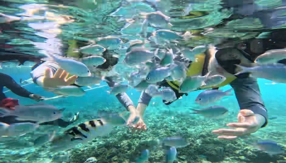 [보홀] 자레드가이드님과 함께한 보홀여행????????