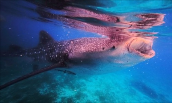 [세부] 세부 오슬롭고래상어와 모알보알 거북이를 본 후기