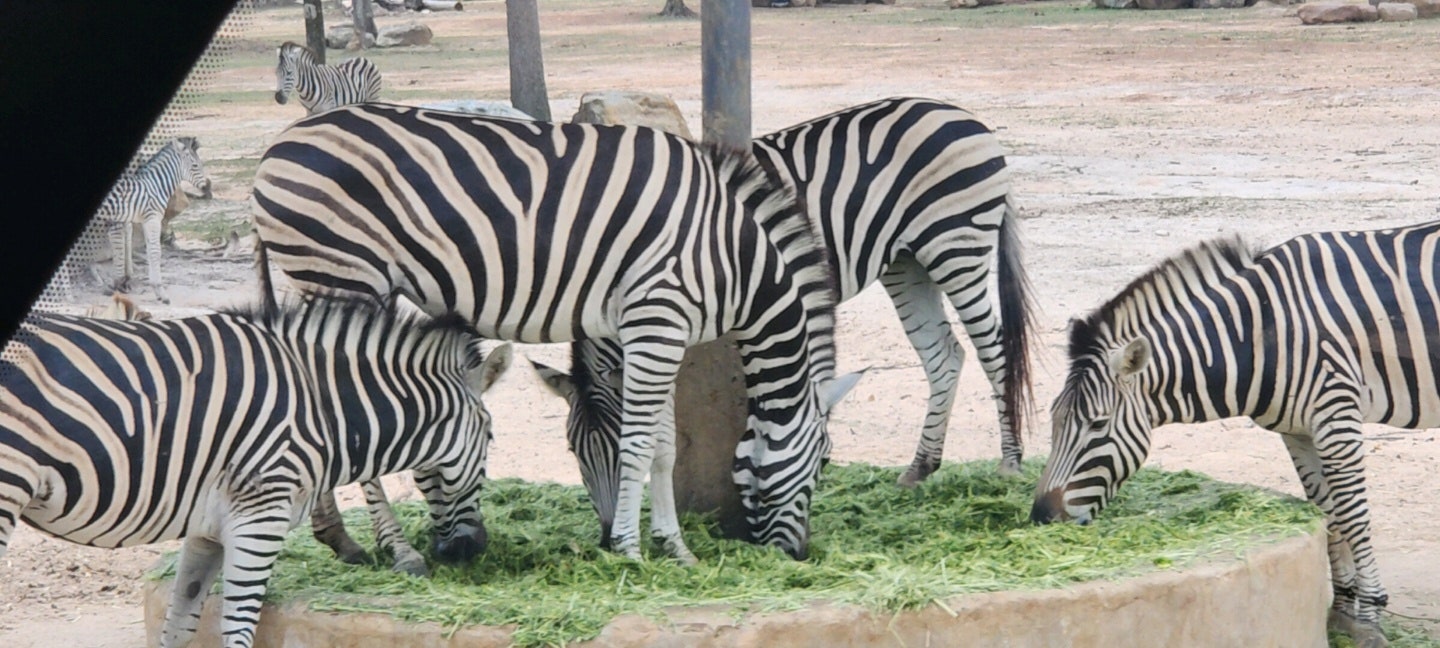 [푸꾸옥] 윤우 가이드님과 함께 한 푸꾸옥 (富國) 4일 중 셋째 날 - 2