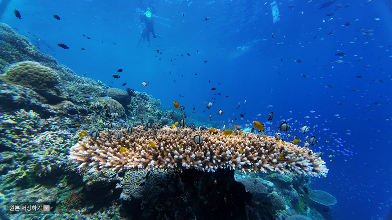 [보홀] 다시 찾은 보홀여행