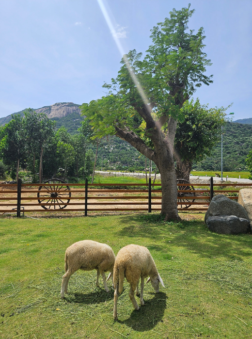 [나트랑] 휘(민준) 가이드님과 함께 행복했던 4박 5일의 나트랑 ♬♪♩